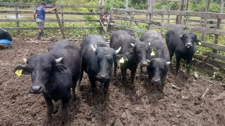 A brucelose e a tuberculose animal afetam o gado e podem contaminar o homem