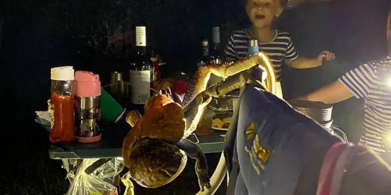 Caranguejos-ladrões gigantes invadem churrasco de família. Veja o vídeo