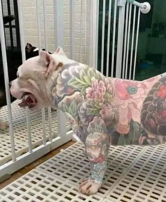 Tatuagem em cachorros: o que você acha dessa moda no mundo pet?