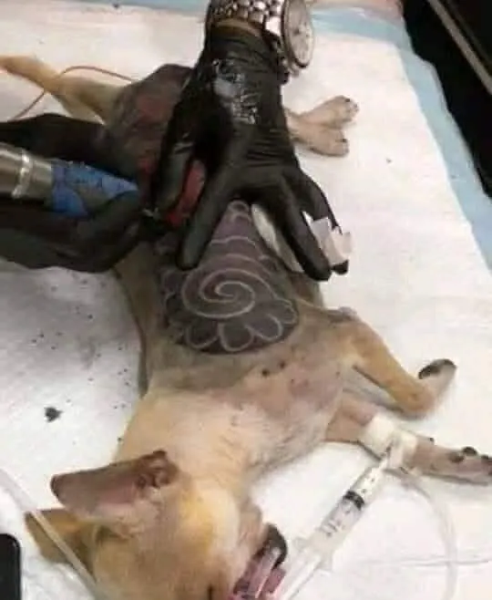 Tatuagem em cachorros: o que você acha dessa moda no mundo pet?