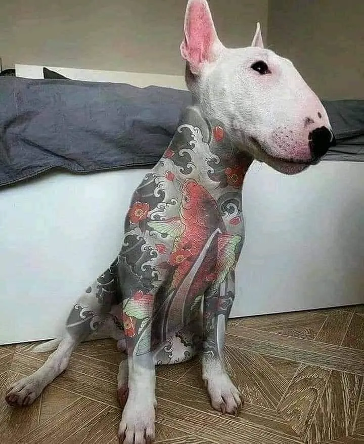 Tatuagem em cachorros: o que você acha dessa moda no mundo pet?