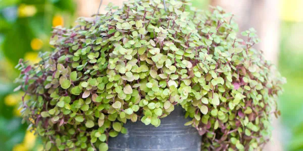Plantas podem umidificar o ambiente e aliviar o calor; conheça!