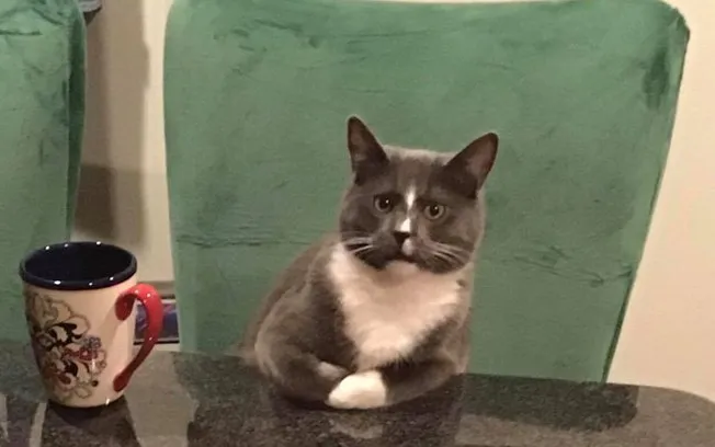 Gato que senta à mesa igual humano faz sucesso na web
