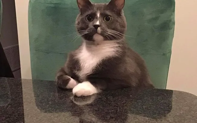 Gato que senta à mesa igual humano faz sucesso na web