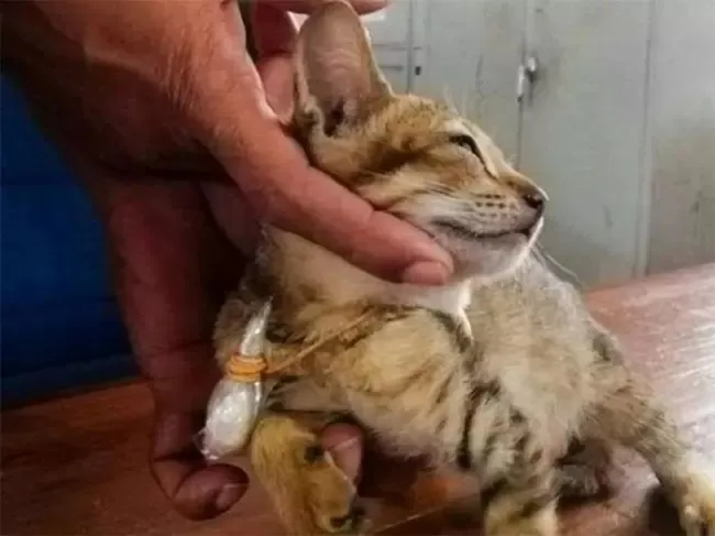 Gato  é 'detido' com drogas e escapa da prisão de segurança máxima