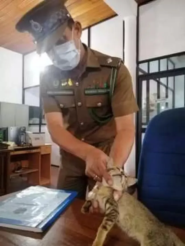 Gato  é 'detido' com drogas e escapa da prisão de segurança máxima