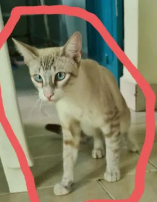 Família busca gato de idosa que desapareceu no bairro de Nazaré
