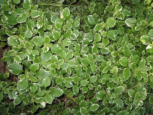 Plantas podem umidificar o ambiente e aliviar o calor; conheça!