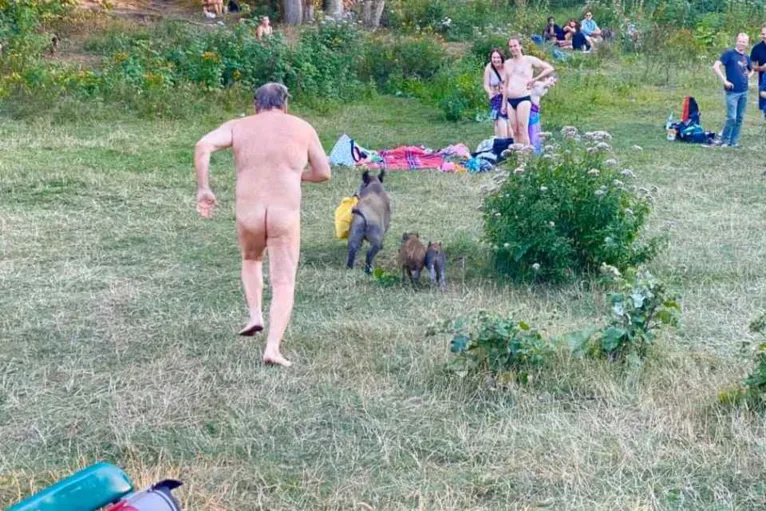Idoso pelado persegue javali que 'roubou' seus pertences. Veja!