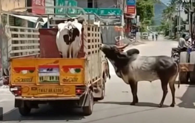 Touro persegue caminhão que estava levando sua amada vaca que foi vendida