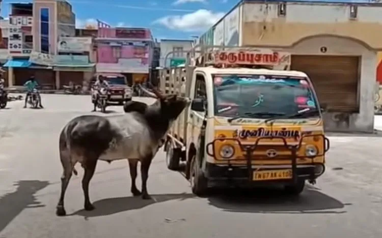 Touro persegue caminhão que estava levando sua amada vaca que foi vendida