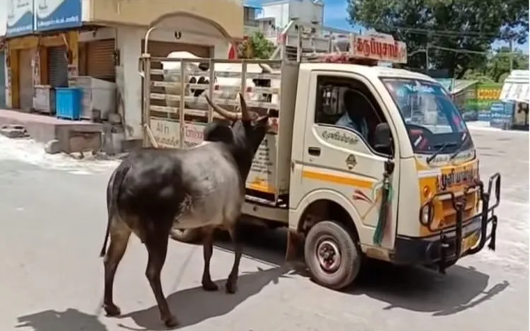 Touro persegue caminhão que estava levando sua amada vaca que foi vendida