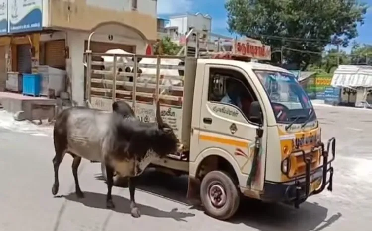Touro persegue caminhão que estava levando sua amada vaca que foi vendida