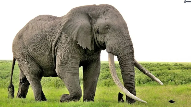 Marfim é a presa dos elefantes, mas operação investiga o contrabando de outros animais