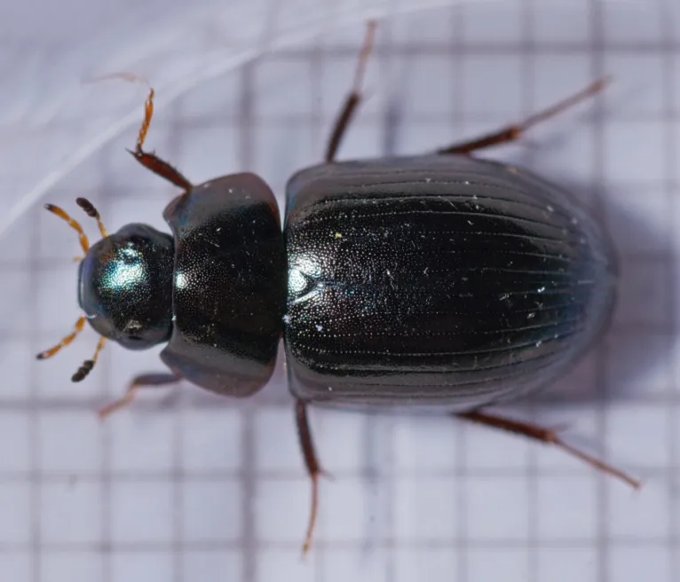 Cientistas descobrem besouro que sobreviveu após ser comido e defecado por sapo