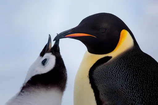 Dia dos Pais: quem são os paizões do reino animal?