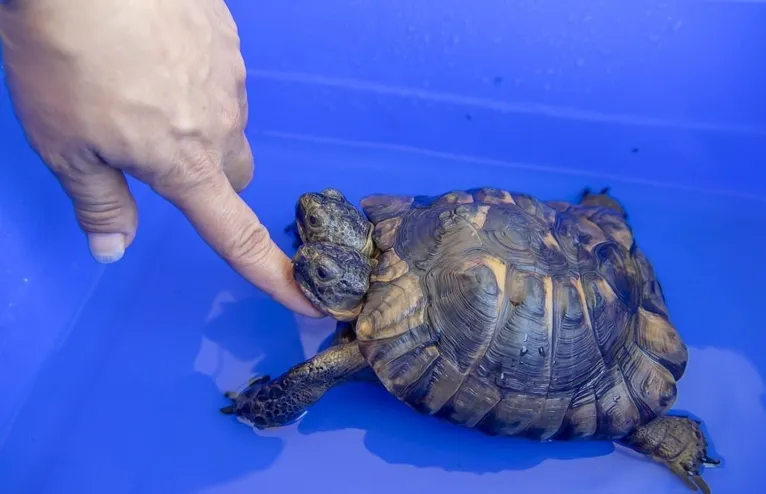 Tartaruga de duas cabeças vai completar 23 anos 