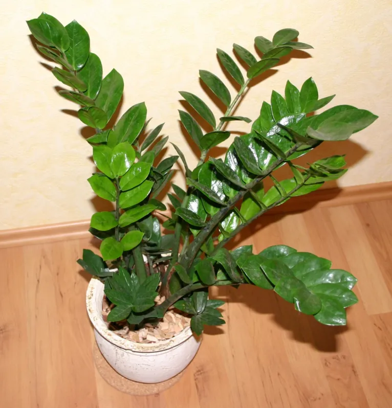Plantas podem umidificar o ambiente e aliviar o calor; conheça!