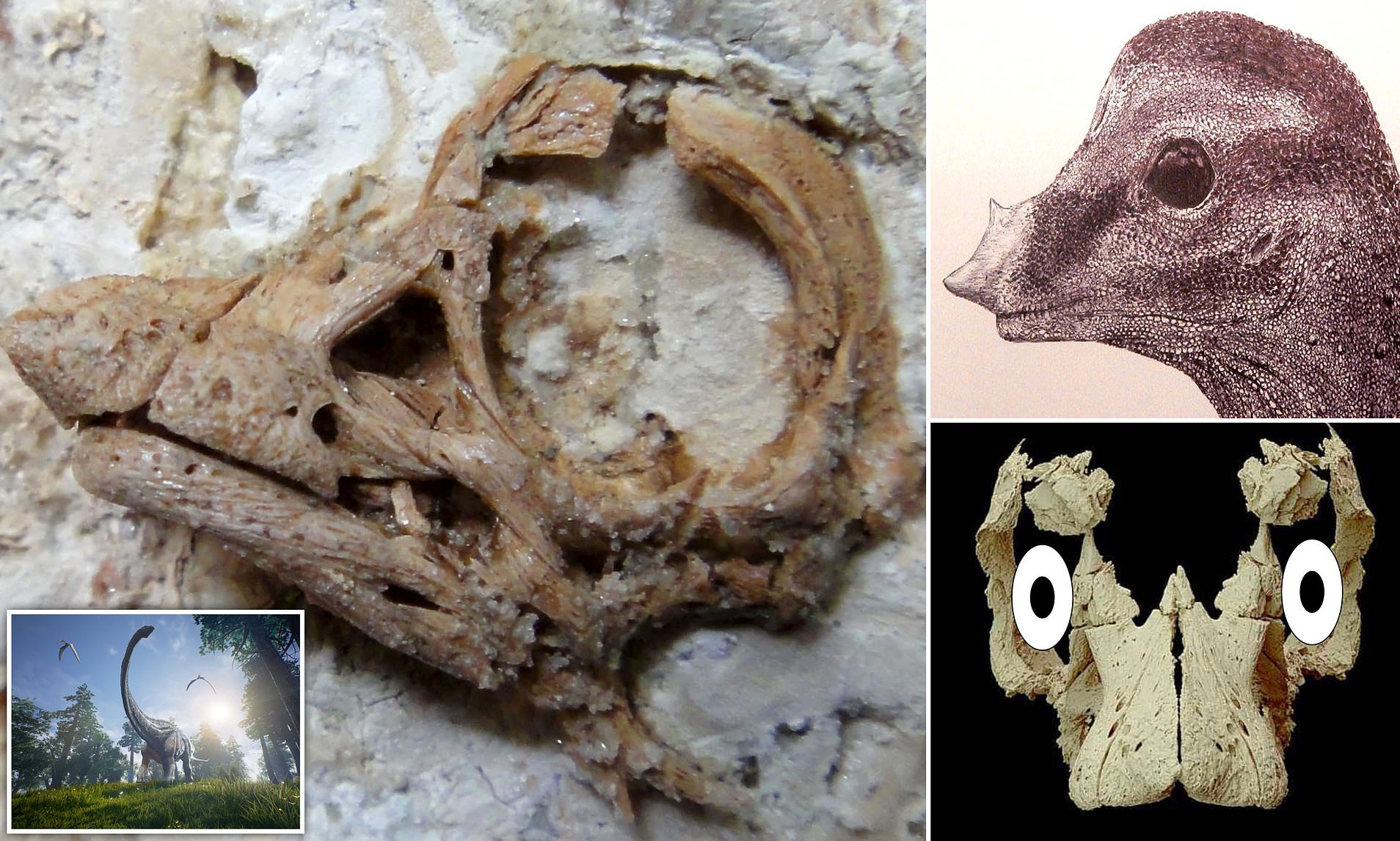 O embrião era de um saurópode, conhecido por seu pescoço longo e cabeça pequena