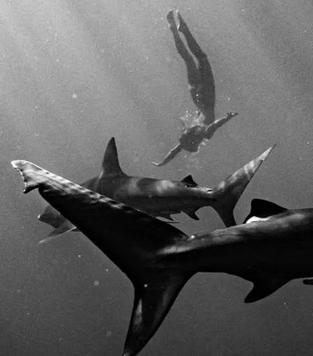 Modelo que posou nua em tempo religioso mergulha desprotegida com tubarões
