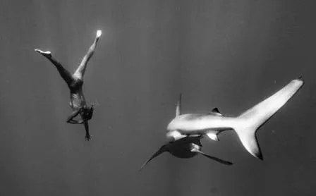 Modelo que posou nua em tempo religioso mergulha desprotegida com tubarões