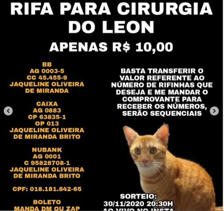 Jovem faz vaquinha para cirurgia de gato. Veja como ajudar!