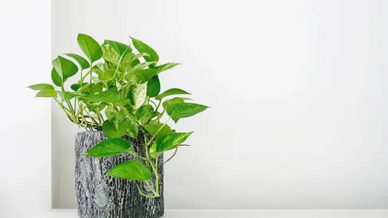 Conheça as 10 melhores plantas para filtrar o ar, segundo a Nasa
