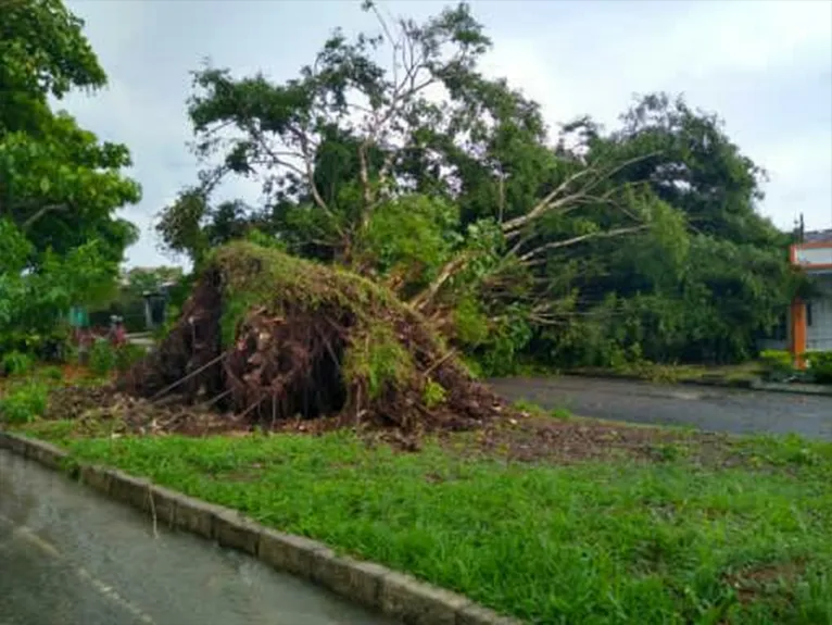 Árvore tomba em Belém, interdita rua e deixa conjunto sem energia elétrica    