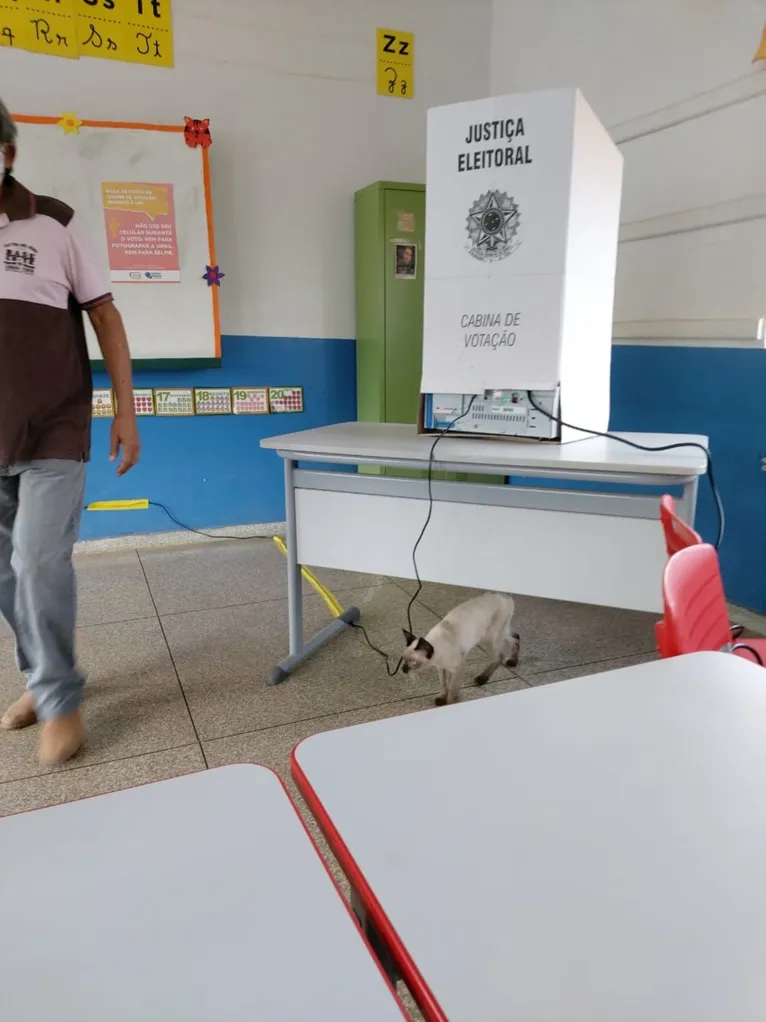 Gata 'vota' com dono durante 2º turno das eleições municipais, veja! 