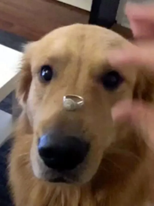 Mulher faz pet posar com anel de noivado e cão engole aliança. Veja!
