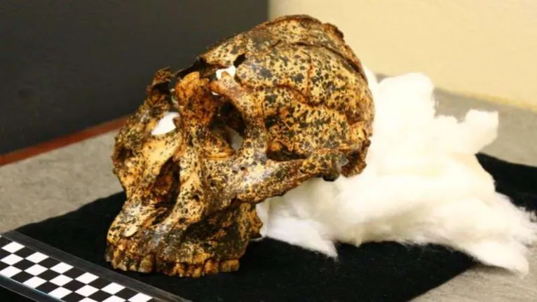 Crânio de ancestral humano de 2 milhões de anos é encontrado, veja!