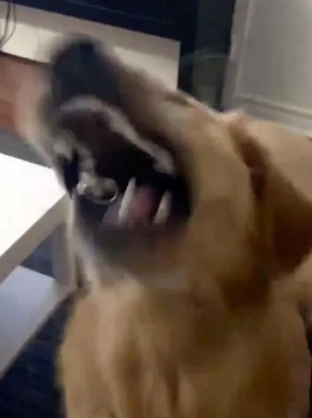 Mulher faz pet posar com anel de noivado e cão engole aliança. Veja!