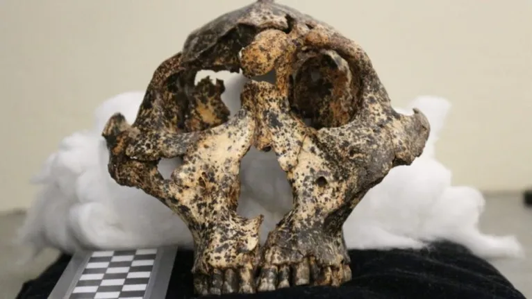 Crânio de ancestral humano de 2 milhões de anos é encontrado, veja!