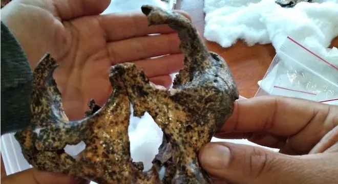 Crânio de ancestral humano de 2 milhões de anos é encontrado, veja!