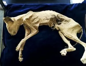 Gato mumificado encontrado na terra do Drácula será leiloado