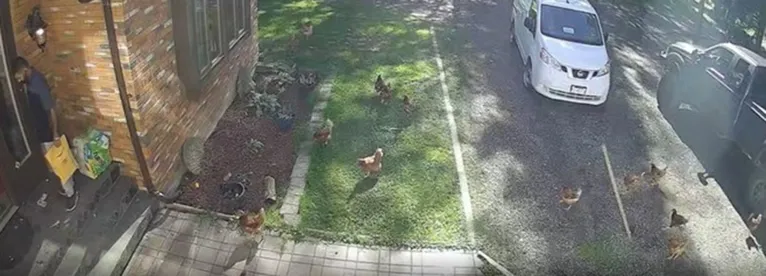 Funcionário de empresa é 'atacado' por galinhas durante entrega de mercadoria