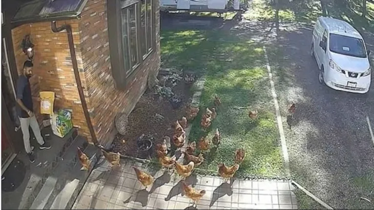 Funcionário de empresa é 'atacado' por galinhas durante entrega de mercadoria