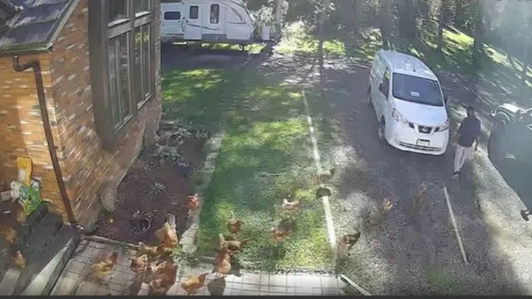 Funcionário de empresa é 'atacado' por galinhas durante entrega de mercadoria