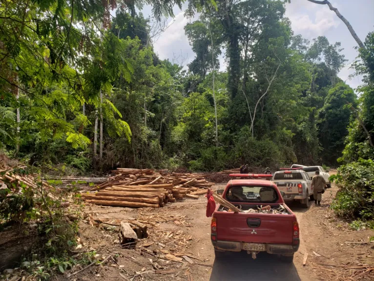 Operação 'Amazônia Viva' apreende madeira ilegal no Pará