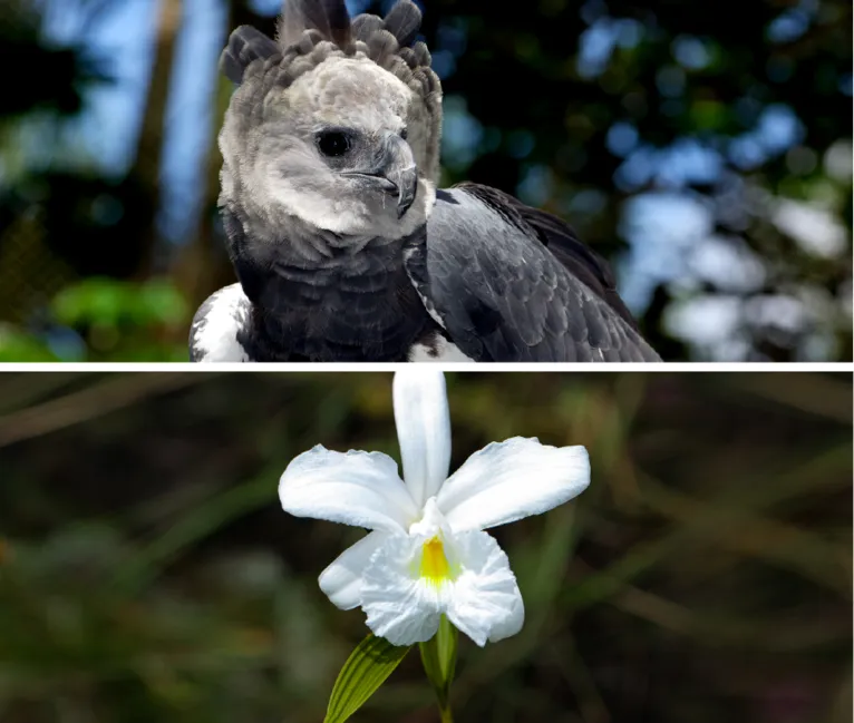 Protetores da Floresta: uma jornada Amazônia adentro
