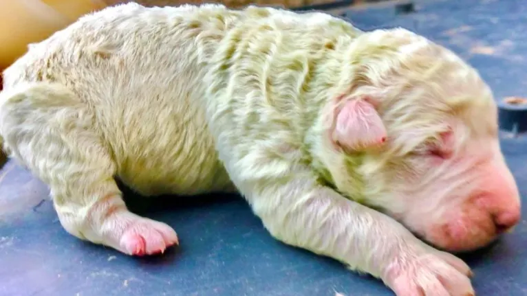 Cachorro nasce com pelo verde e intriga especialistas, veja!