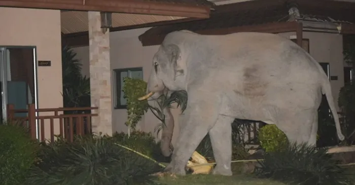 Gato bota elefante de 4 toneladas para correr após gigante invadir quintal; veja!