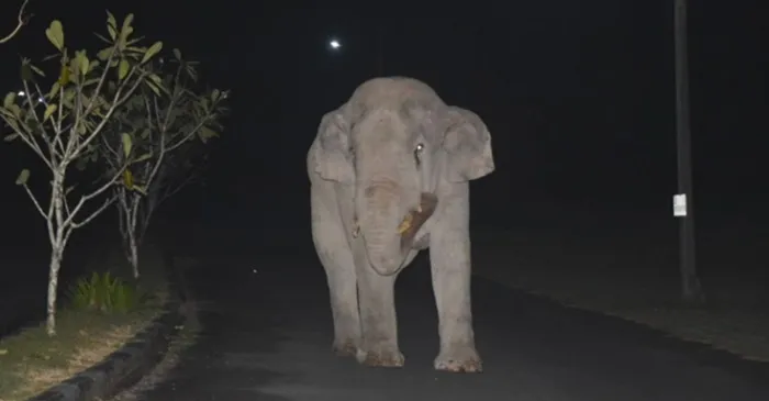 Gato bota elefante de 4 toneladas para correr após gigante invadir quintal; veja!
