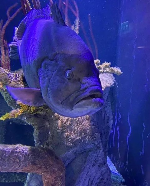 Após devorar amigos, peixe entra em depressão devido a solidão, veja!