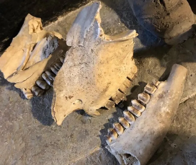 Os crânios encontrados