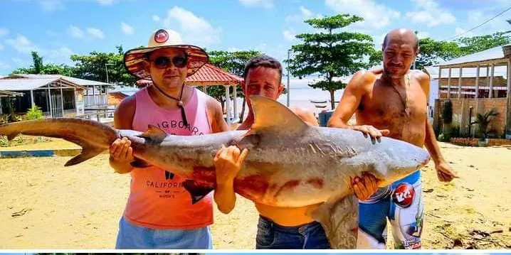 Tubarão azul é encontrado em praia paraense e imagens viralizam