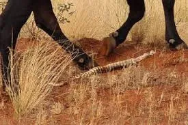 Vaca é flagrada mastigando cobra em meio ao deserto, veja! 