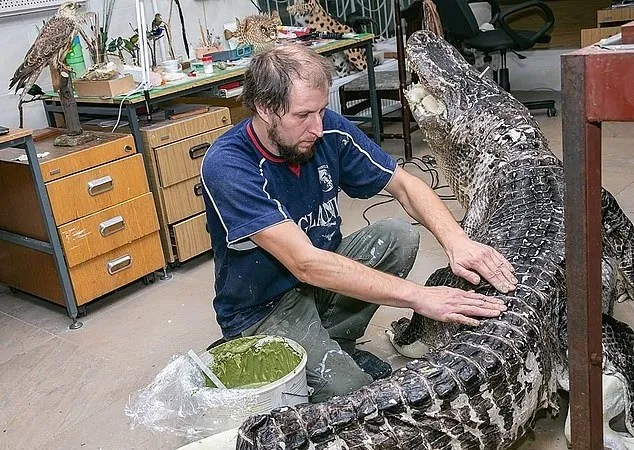 'Jacaré de Hitler' é empalhado e será exposto em zoológico 