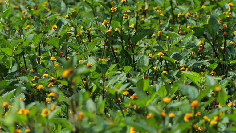 O jambu é uma das principais hortaliças cultivadas e consumidas no Nordeste do Pará.