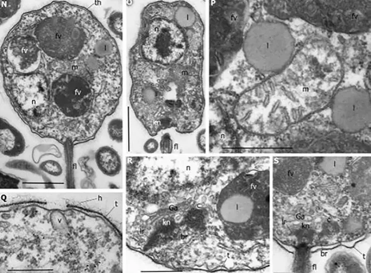 Tunicaraptor observado em microscópio